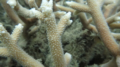Acropora pulchra