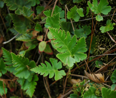 Davallia repens