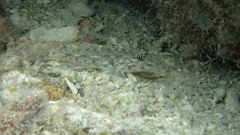 Fusigobius neophytus