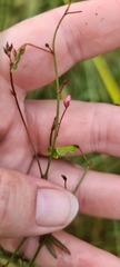 Desmodium varians