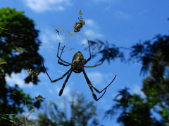 Trichonephila clavipes