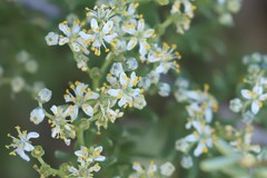 Nitraria billardierei