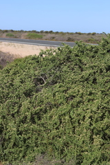 Nitraria billardierei