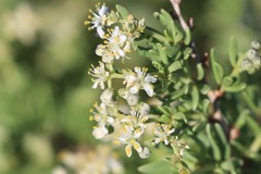 Nitraria billardierei