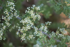 Nitraria billardierei