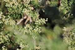 Nitraria billardierei