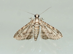 Sigilliclystis insigillata