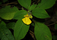 Impatiens oncidioides