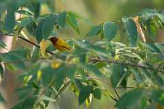 Setophaga petechia aequatorialis