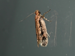 Leptocroca sanguinolenta