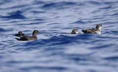 Puffinus nativitatis