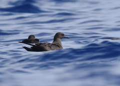 Puffinus nativitatis