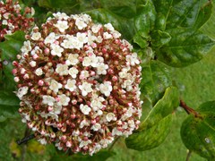 Viburnum treleasei