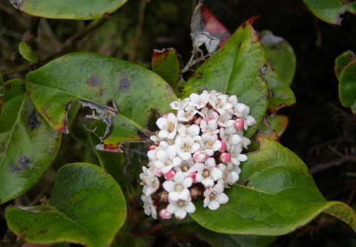 Azorean Laurustinus