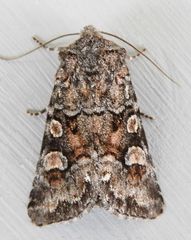 Lacinipolia gnata