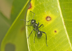 Polyrhachis pilosa