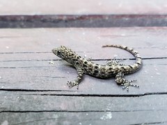 Gonatodes albogularis