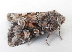 Lacinipolia gnata