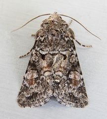 Lacinipolia gnata