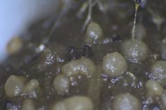 Podospora tetraspora