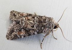 Lacinipolia gnata