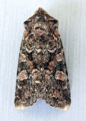 Lacinipolia gnata