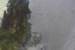 Podospora tetraspora