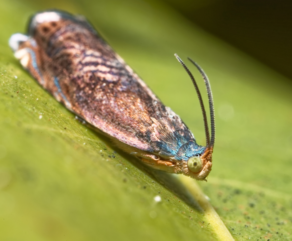 Grapholita mesoscia