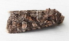 Lacinipolia gnata