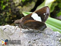 Notocrypta paralysos