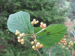 Viburnum wrightii