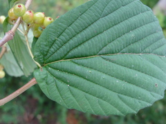 Viburnum wrightii