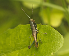 Methiolopsis geniculata