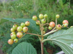Viburnum wrightii