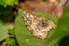 Sycacantha