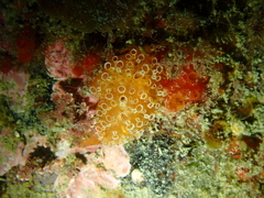 Aplidium benhami