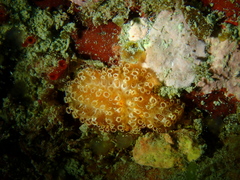 Aplidium benhami