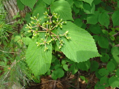 Viburnum wrightii