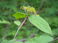 Viburnum wrightii