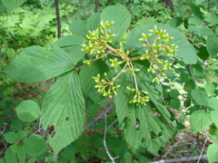 Viburnum wrightii
