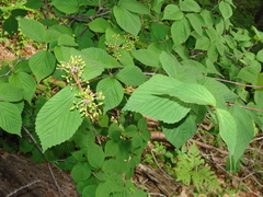 Viburnum wrightii