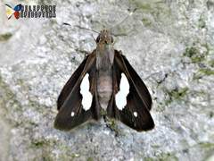 Notocrypta paralysos