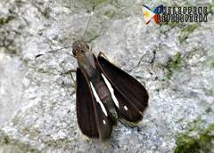 Notocrypta paralysos