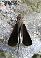 Notocrypta paralysos