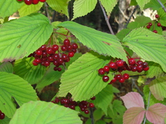 Viburnum wrightii