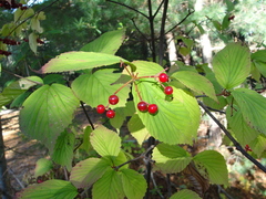 Viburnum wrightii