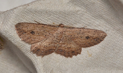 Ectropis aganopa