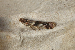 Ephestiopsis oenobarella