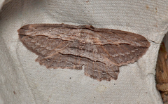 Euphronarcha epiphloea