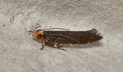 Macrobathra porphyrea